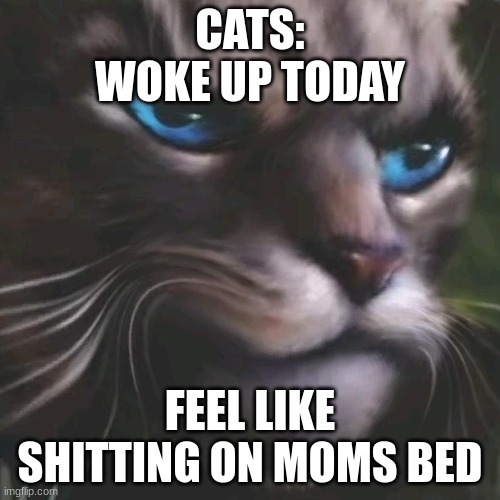 mom bed... | CATS:
WOKE UP TODAY; FEEL LIKE SHITTING ON MOMS BED | image tagged in cats,gigachad,gigacat,meme,warrior cats,strange | made w/ Imgflip meme maker