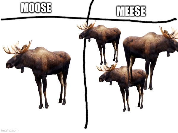 MOOSE MEESE | made w/ Imgflip meme maker