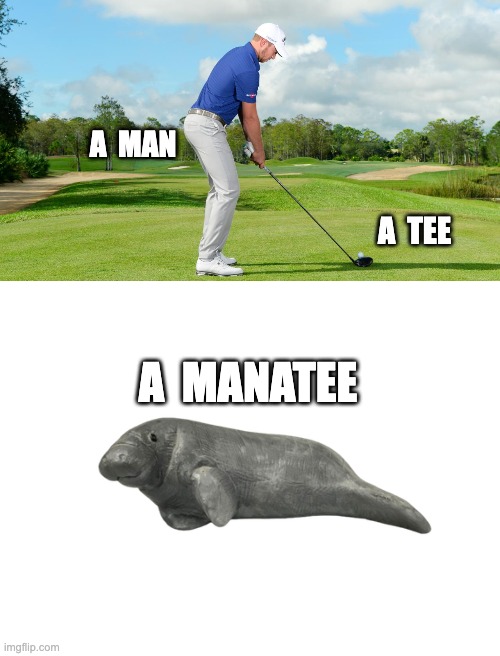 One rarely sees them in the same meme | A  MAN; A  TEE; A  MANATEE | image tagged in manatee,pun | made w/ Imgflip meme maker