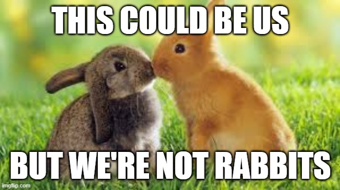 THIS COULD BE US; BUT WE'RE NOT RABBITS | made w/ Imgflip meme maker
