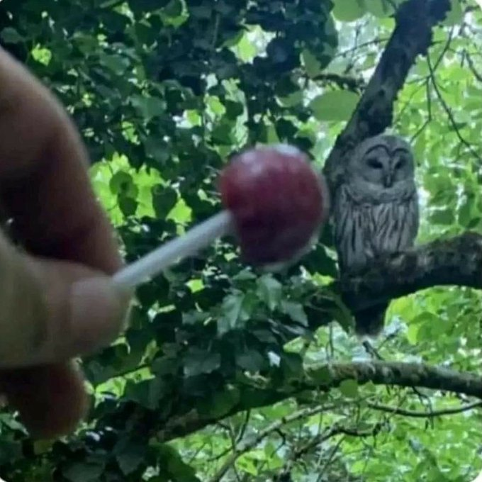 How many licks Blank Meme Template