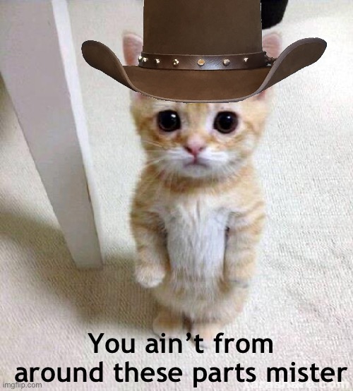 cowboy | You ain’t from around these parts mister | image tagged in memes,cute cat | made w/ Imgflip meme maker