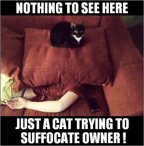 Some Cats Are Just Evil ! | NOTHING TO SEE HERE; JUST A CAT TRYING TO 
SUFFOCATE OWNER ! | image tagged in cats,evil,pillow,suffocate | made w/ Imgflip meme maker