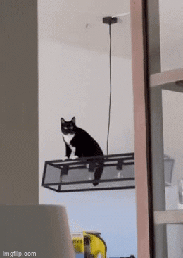 Cat Having A Swinging Time ! - Imgflip