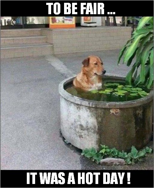 A Cool Pool For Dogs ! | TO BE FAIR ... IT WAS A HOT DAY ! | image tagged in dogs,hot,cool,pool | made w/ Imgflip meme maker