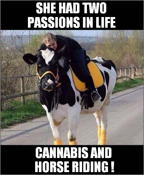 This Girl Is High On Life ! | SHE HAD TWO PASSIONS IN LIFE; CANNABIS AND
 HORSE RIDING ! | image tagged in passion,cannabis,horse,cow,dark humour | made w/ Imgflip meme maker