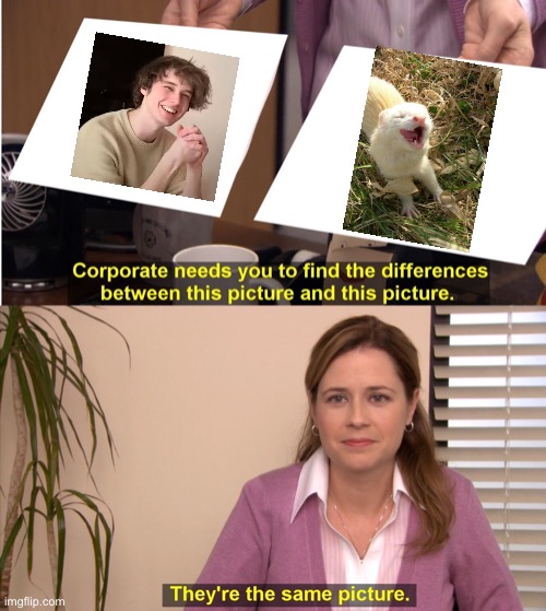 They’re The Same Your Honour | image tagged in memes,they're the same picture,wilbur soot,ferret | made w/ Imgflip meme maker