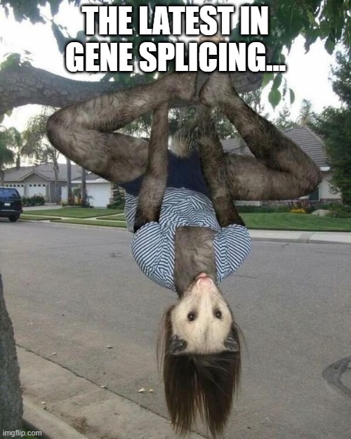 Ohhhhpossum | THE LATEST IN GENE SPLICING... | image tagged in unsee juice | made w/ Imgflip meme maker