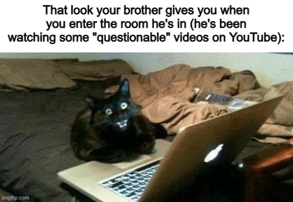 *Proceeds to check his search history* | That look your brother gives you when you enter the room he's in (he's been watching some "questionable" videos on YouTube): | image tagged in cat scream at laptop | made w/ Imgflip meme maker