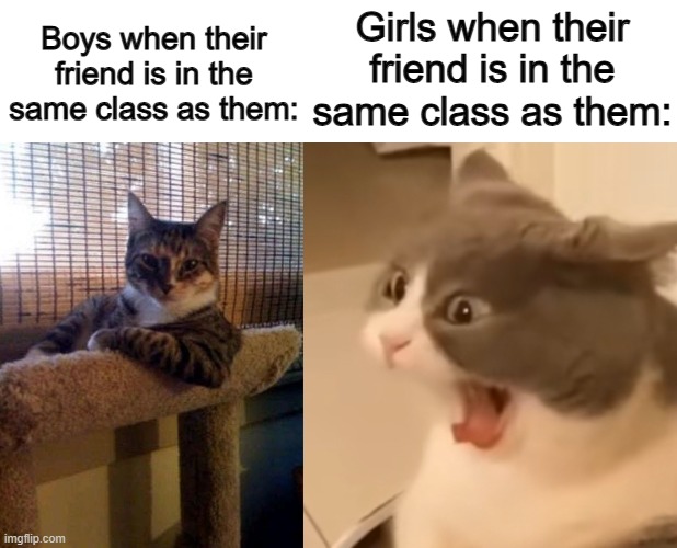 ... | Girls when their friend is in the same class as them:; Boys when their friend is in the same class as them: | image tagged in memes,the most interesting cat in the world,screaming cat | made w/ Imgflip meme maker