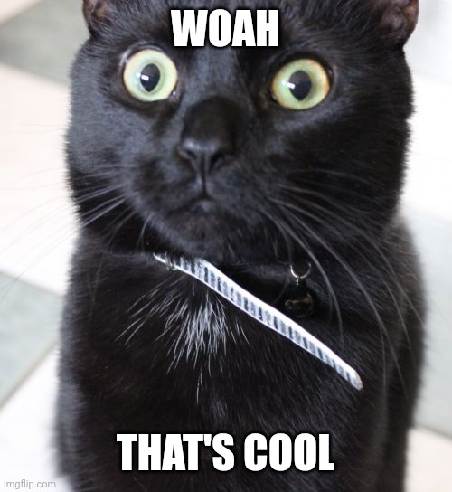 Woah Kitty Meme | WOAH THAT'S COOL | image tagged in memes,woah kitty | made w/ Imgflip meme maker