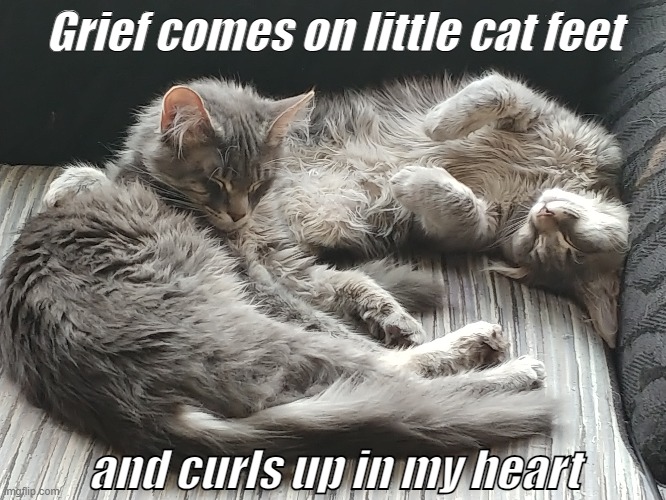 Cat condolences | Grief comes on little cat feet; and curls up in my heart | image tagged in sweet kitties | made w/ Imgflip meme maker