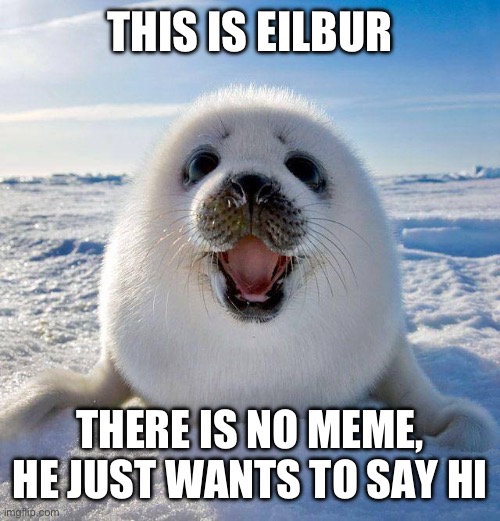 Say hi to Wilbur everybody! | THIS IS WILBUR; THERE IS NO MEME, HE JUST WANTS TO SAY HI | image tagged in cute seal,hello,funny,inspirational quote,cute,animals | made w/ Imgflip meme maker
