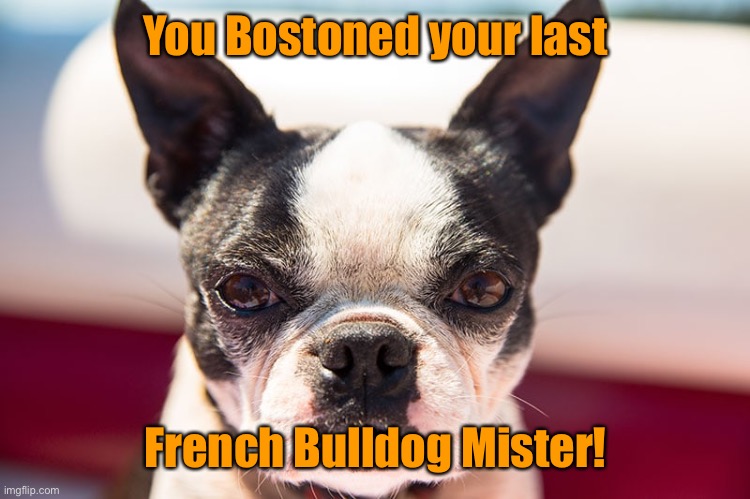 You Bostoned your last French Bulldog Mister! | made w/ Imgflip meme maker