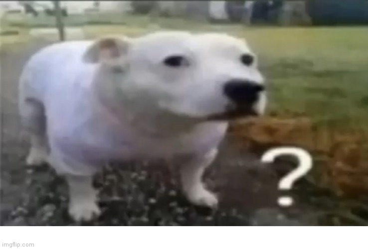 ? | image tagged in dog | made w/ Imgflip meme maker