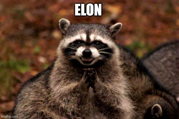 Evil Plotting Raccoon Meme | ELON | image tagged in memes,evil plotting raccoon | made w/ Imgflip meme maker