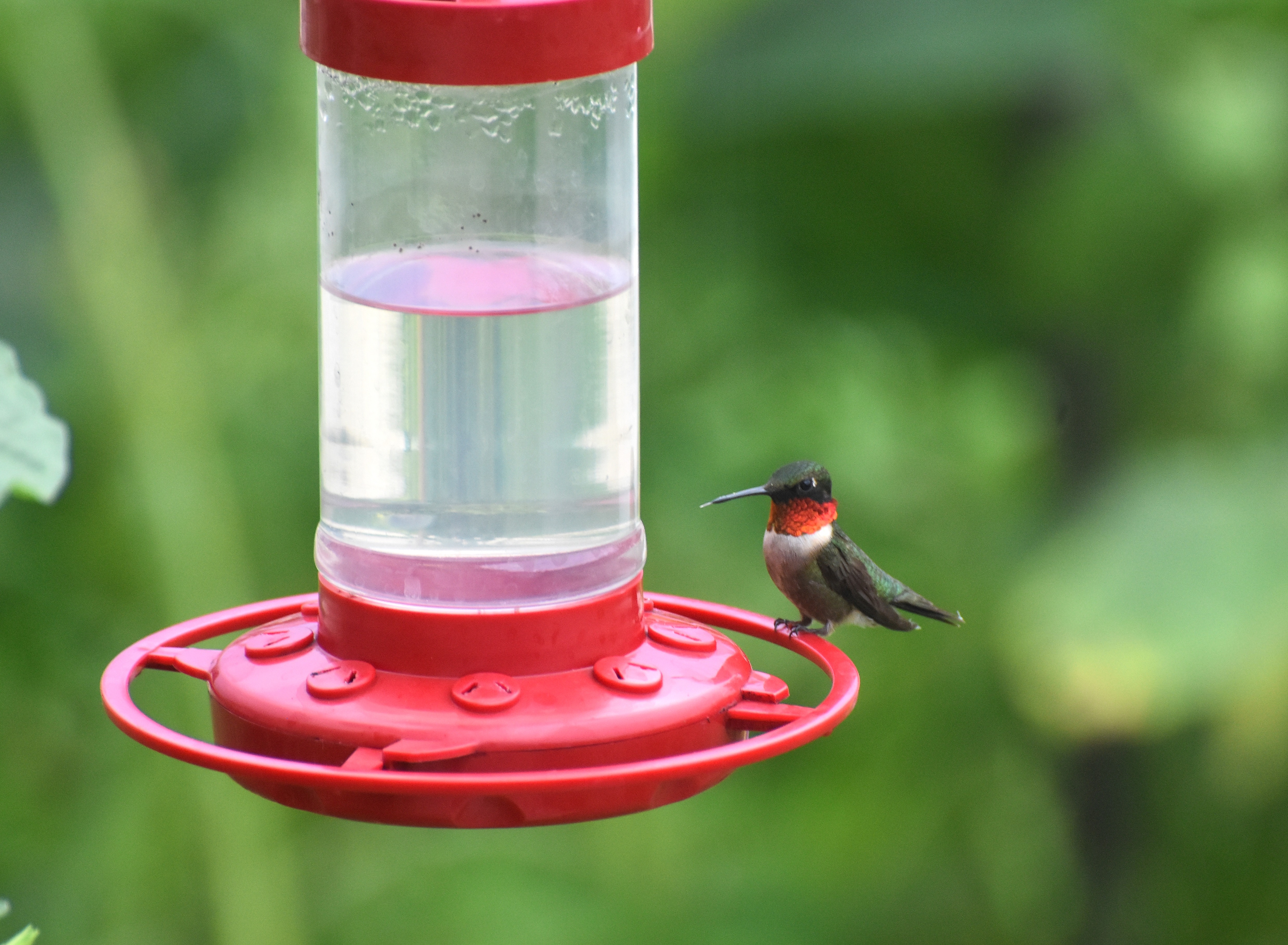 a ruby throated hummingbird | image tagged in a ruby throated hummingbird,kewlew | made w/ Imgflip meme maker