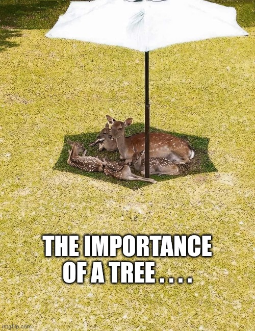 Throwing shade | THE IMPORTANCE OF A TREE . . . . | image tagged in nature,global warming,plant trees | made w/ Imgflip meme maker