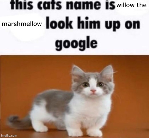 yey | willow the; marshmellow | image tagged in this cats name is x look him up on google | made w/ Imgflip meme maker