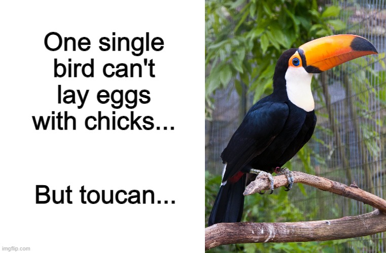 I'm going to get blocked from this stupid pun, am I? | One single bird can't lay eggs with chicks... But toucan... | image tagged in blank white template,toucan | made w/ Imgflip meme maker