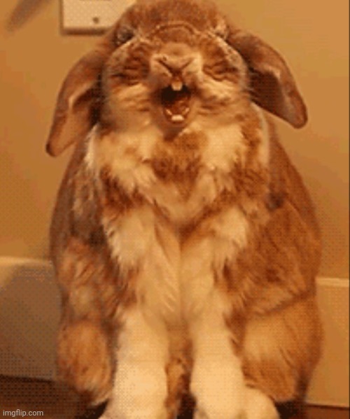 Happy bunny | image tagged in happy bunny | made w/ Imgflip meme maker