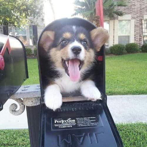 Cute doggo in mailbox | image tagged in cute doggo in mailbox | made w/ Imgflip meme maker