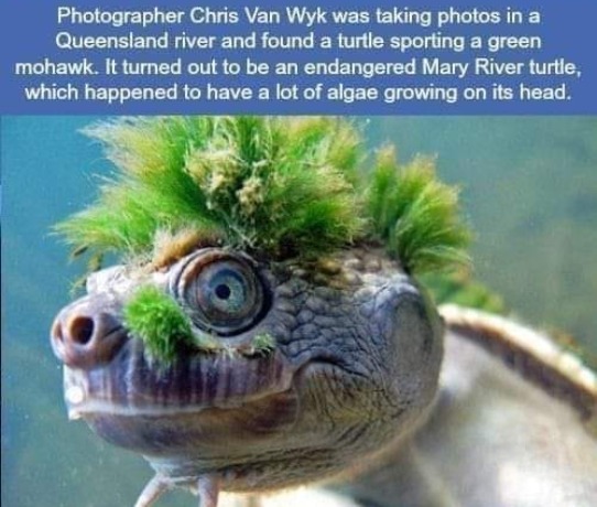 Turtle Punk rocker | made w/ Imgflip meme maker