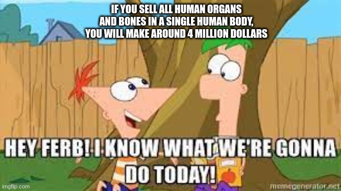 rlly | IF YOU SELL ALL HUMAN ORGANS AND BONES IN A SINGLE HUMAN BODY, YOU WILL MAKE AROUND 4 MILLION DOLLARS | image tagged in hey ferb i know what we're gonna do today | made w/ Imgflip meme maker