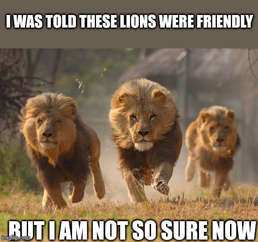 Lions Lookin For A Dentist | I WAS TOLD THESE LIONS WERE FRIENDLY; BUT I AM NOT SO SURE NOW | image tagged in lions lookin for a dentist | made w/ Imgflip meme maker