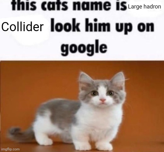 My pet cat, large hadron collider | Large hadron; Collider | image tagged in this cats name is x look him up on google | made w/ Imgflip meme maker