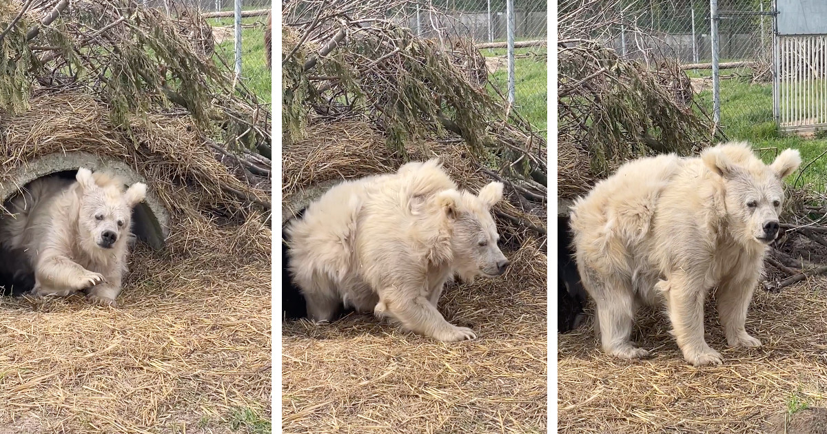 Bear from hibernation Blank Meme Template