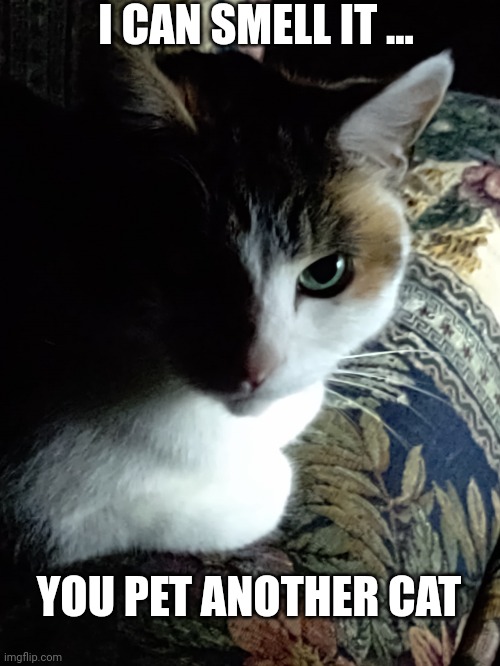 Jealous kitty | I CAN SMELL IT ... YOU PET ANOTHER CAT | image tagged in evil calico cat,jealousy,cat,funny cat memes,evil,evil cat | made w/ Imgflip meme maker