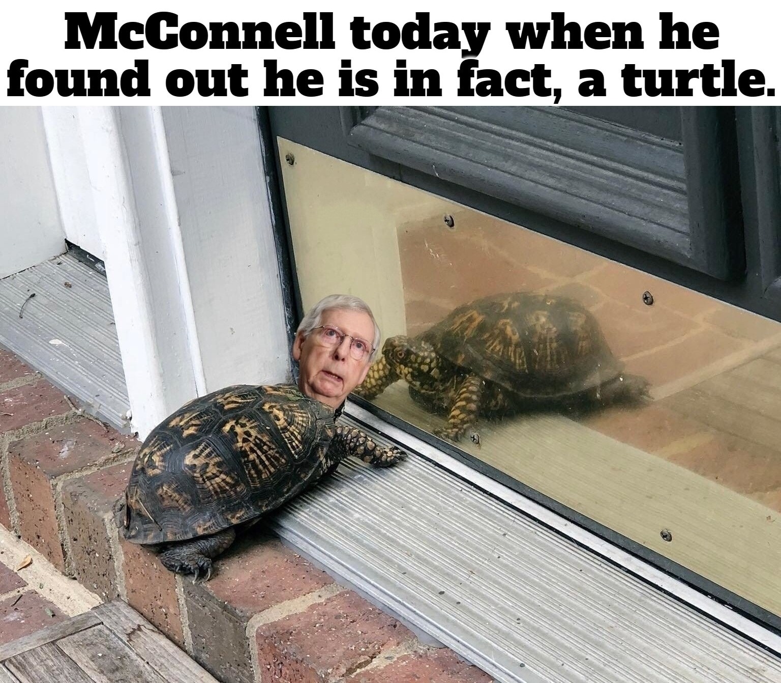 McConnell today when he found out he is in fact, a turtle. | image tagged in mitch mcconnell,yertle the turtle,drain the swamp,rino,uniparty,traitor | made w/ Imgflip meme maker