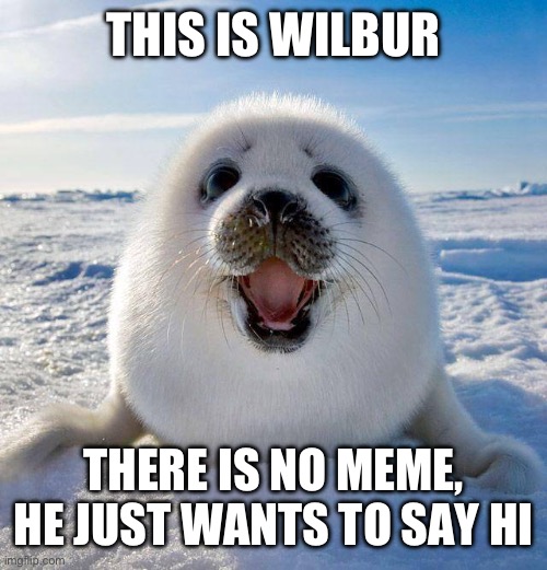 cute seal | THIS IS WILBUR; THERE IS NO MEME, HE JUST WANTS TO SAY HI | image tagged in cute seal,funny,memes,animals,hello,seals | made w/ Imgflip meme maker