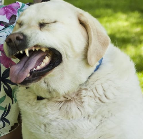 High Quality disgusted doggo Blank Meme Template