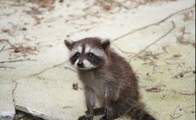 Sad raccoon  | image tagged in sad raccoon | made w/ Imgflip meme maker