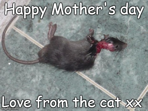 If cats made Mother's Day Cards | Happy Mother's day Love from the cat xx | made w/ Imgflip meme maker