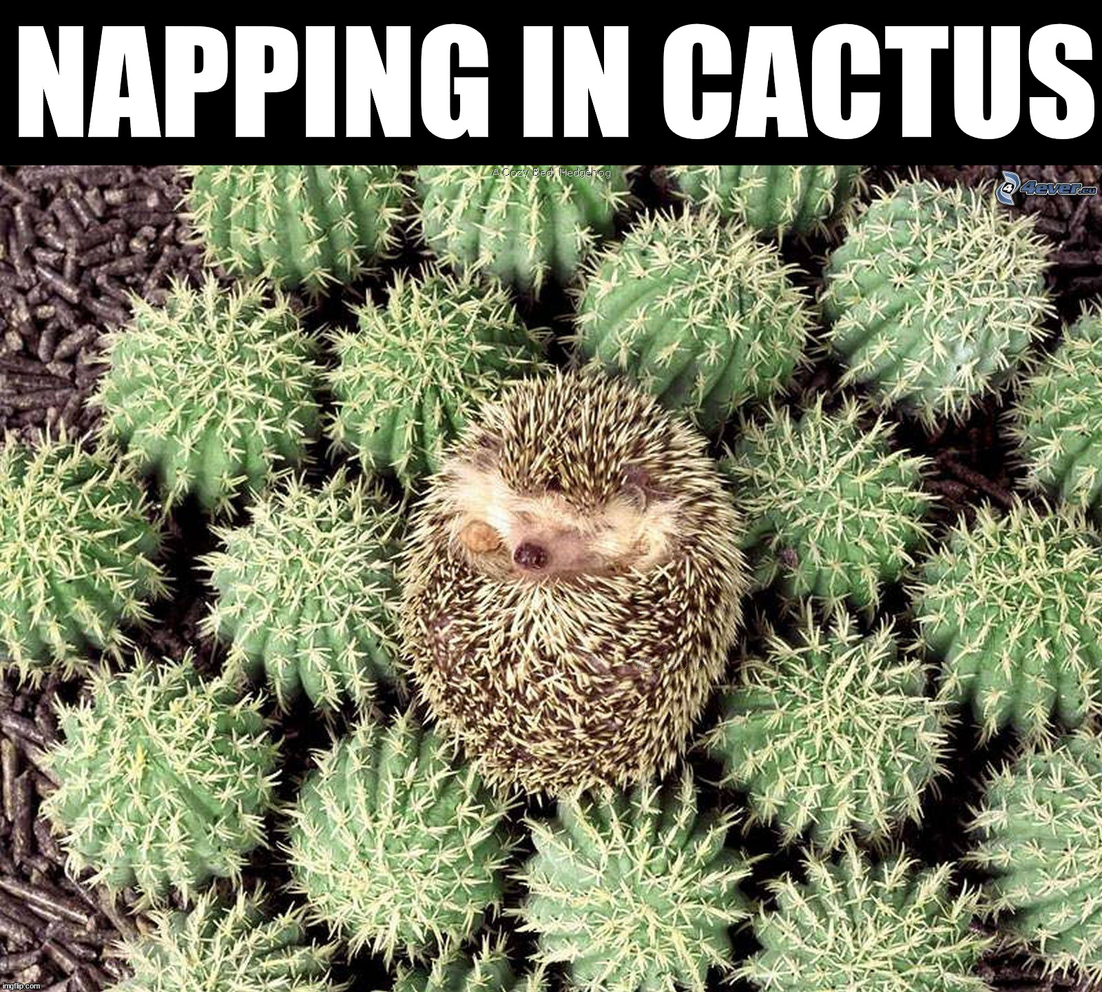 NAPPING IN CACTUS | made w/ Imgflip meme maker