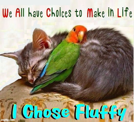 Happiness is a Warm Kitty | image tagged in vince vance,cats,birds,kittens,memes,love birds | made w/ Imgflip meme maker