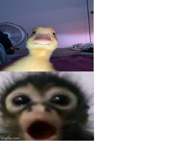 High Quality Duck and monkey reaction Blank Meme Template
