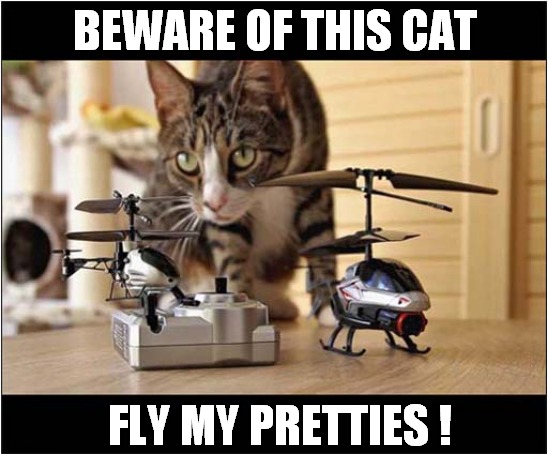 Scary ! | BEWARE OF THIS CAT; FLY MY PRETTIES ! | image tagged in cats,remote control,helicopter,fly | made w/ Imgflip meme maker