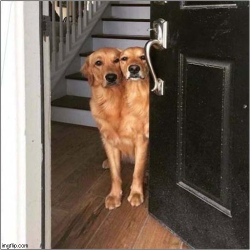 A Rare Two-Headed Retriever ? | image tagged in dogs,golden retriever,optical illusion | made w/ Imgflip meme maker