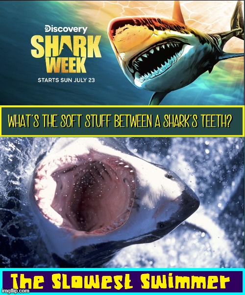 It's Shark Week on the Discovery Channel | image tagged in vince vance,memes,shark week,swimmers,great white shark,shark attack | made w/ Imgflip meme maker
