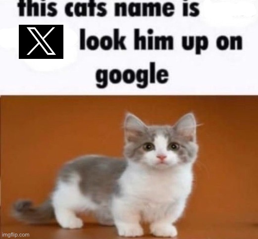 this cats name is x look him up on google | image tagged in this cats name is x look him up on google | made w/ Imgflip meme maker