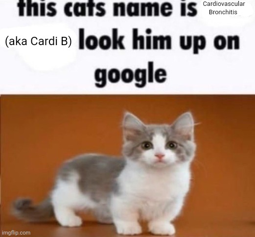 this cats name is x look him up on google | Cardiovascular Bronchitis; (aka Cardi B) | image tagged in this cats name is x look him up on google | made w/ Imgflip meme maker