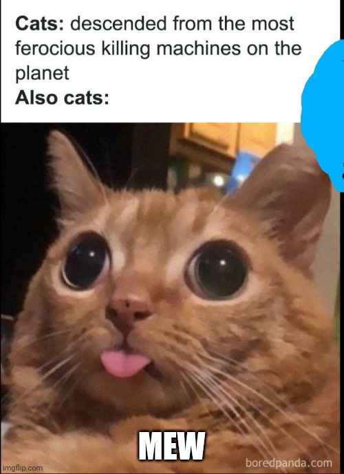 Somebody else's cat meme | MEW | image tagged in funny cat | made w/ Imgflip meme maker