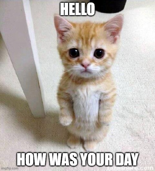 attention!!! | HELLO; HOW WAS YOUR DAY | image tagged in memes,cute cat | made w/ Imgflip meme maker