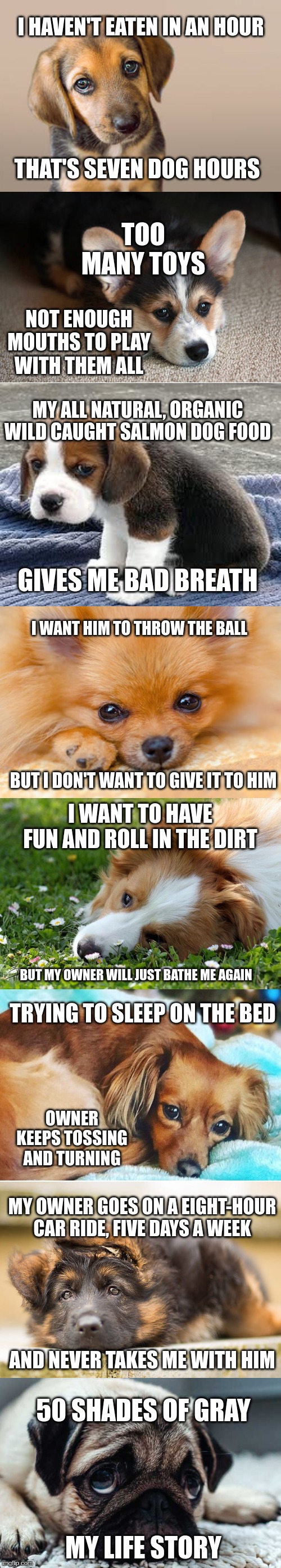 A Dog's Life Story | image tagged in dogs,dog | made w/ Imgflip meme maker