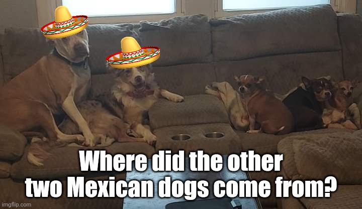 Where did the other two Mexican dogs come from? | image tagged in dogs,mexican,chihuahua,pitbull,australian shepherd | made w/ Imgflip meme maker