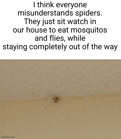 Chill boi | I think everyone misunderstands spiders. They just sit watch in our house to eat mosquitos and flies, while staying completely out of the way | image tagged in spider,so true,facts,save the earth | made w/ Imgflip meme maker